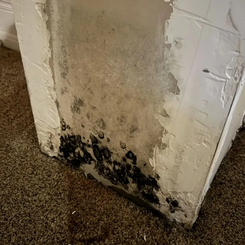 Professional Mold Removal in Monroe County, IN